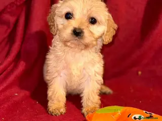 Mixed Breed dogs CAVA/COCKAPOO PUPPIES - Advert 2