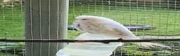 Budgerigars birds for sale: 9 x budgies to go together - Advert 9