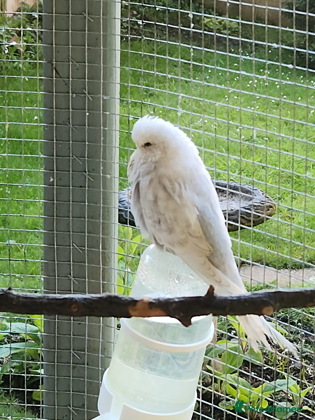 Budgerigars birds for sale: 9 x budgies to go together - Advert 9