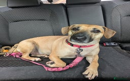 Mixed Breed dogs for sale: Owner passed away  - Image 1