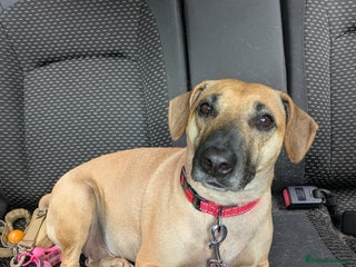 Mixed Breed dogs - Advert 6