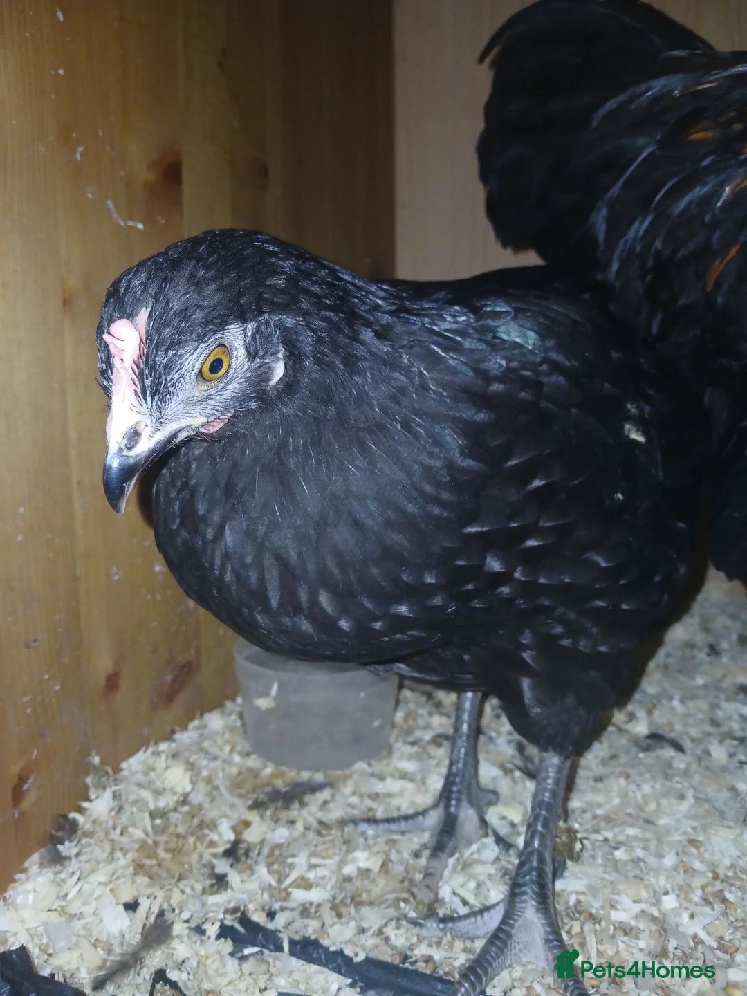 Chickens poultry for sale: chickens need rehousing one female and one male  in Worksop - Advert 1
