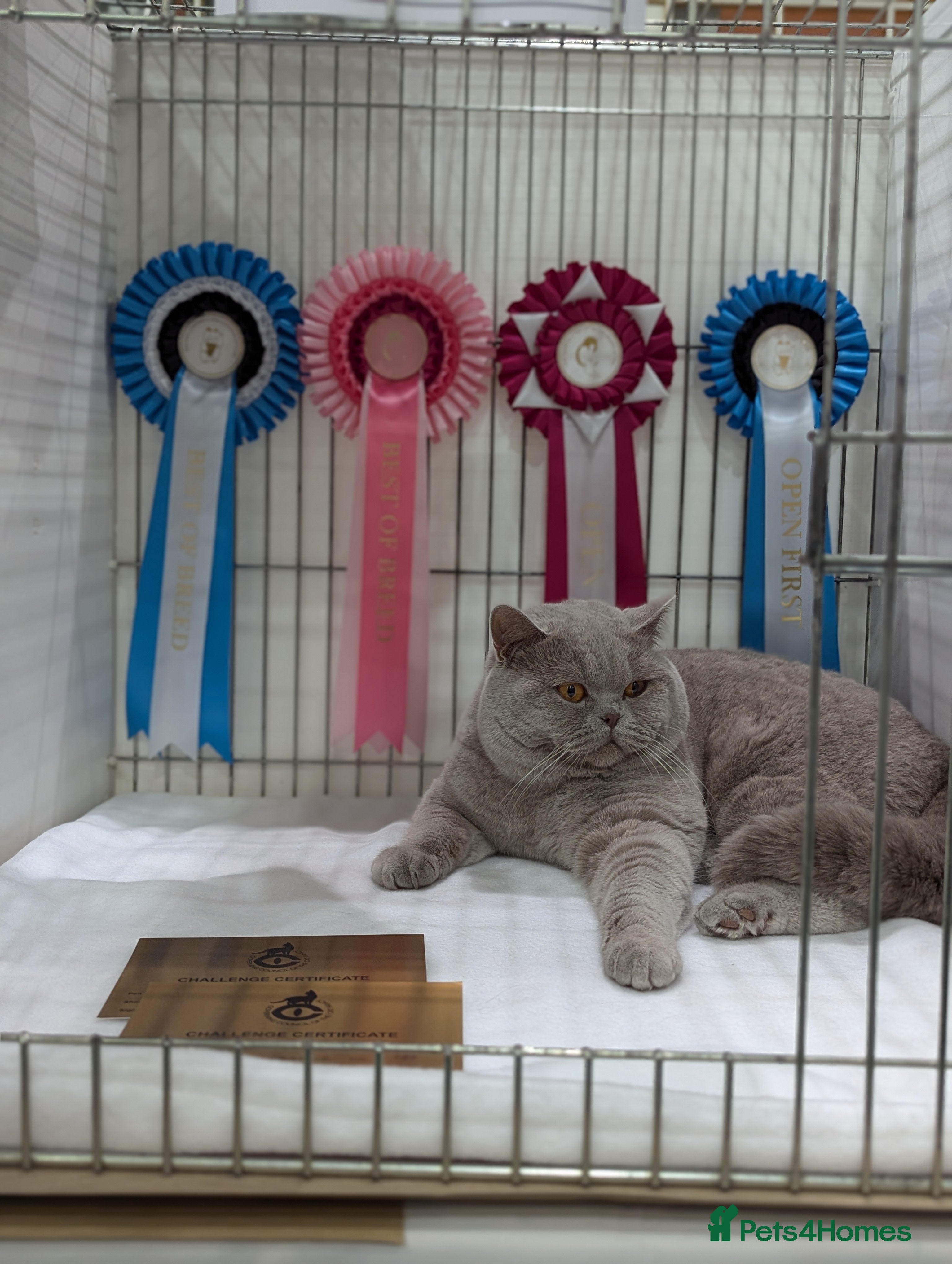 British Shorthair cats 🏆 CHAMPION British Shorthair 🏆 in Derby - Advert 13