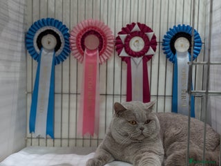 British Shorthair cats in Derby - Advert 23