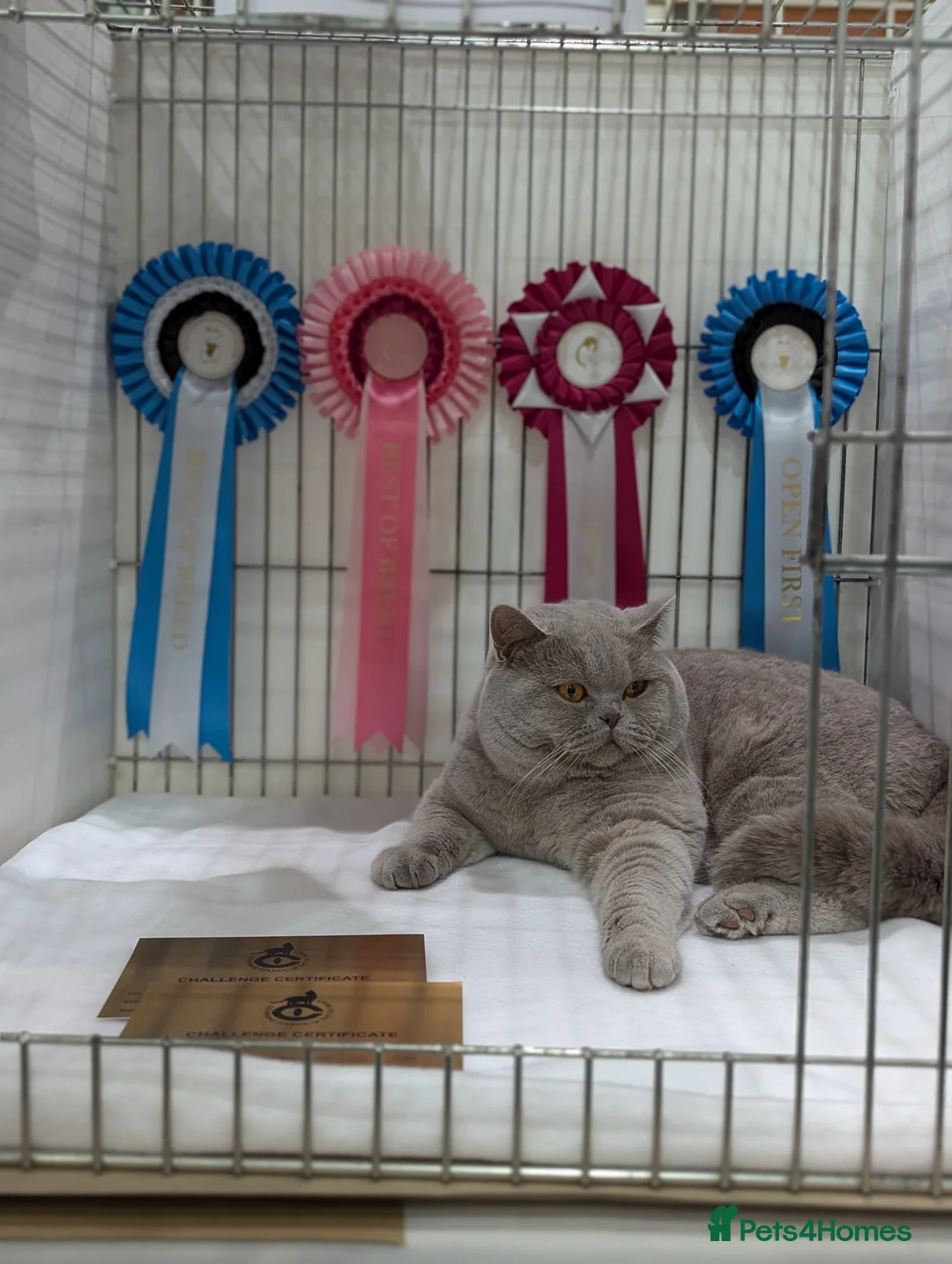 British Shorthair cats for stud: 🏆 CHAMPION British Shorthair 🏆 in Derby - Advert 1