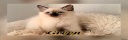Ragdoll cats for sale: 5 GCCF Ragdoll kittens  - Advert 3