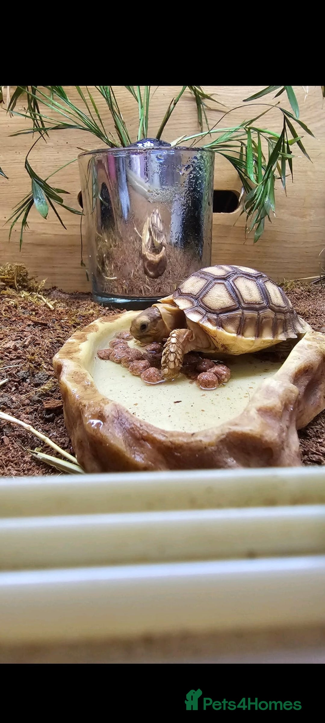 Tortoise reptiles for sale: Sulcata Tortoise  - Image 2