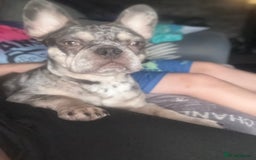 French Bulldog dogs for sale: 🌸Tri Merle Girl French Bulldog🩷 - Image 17