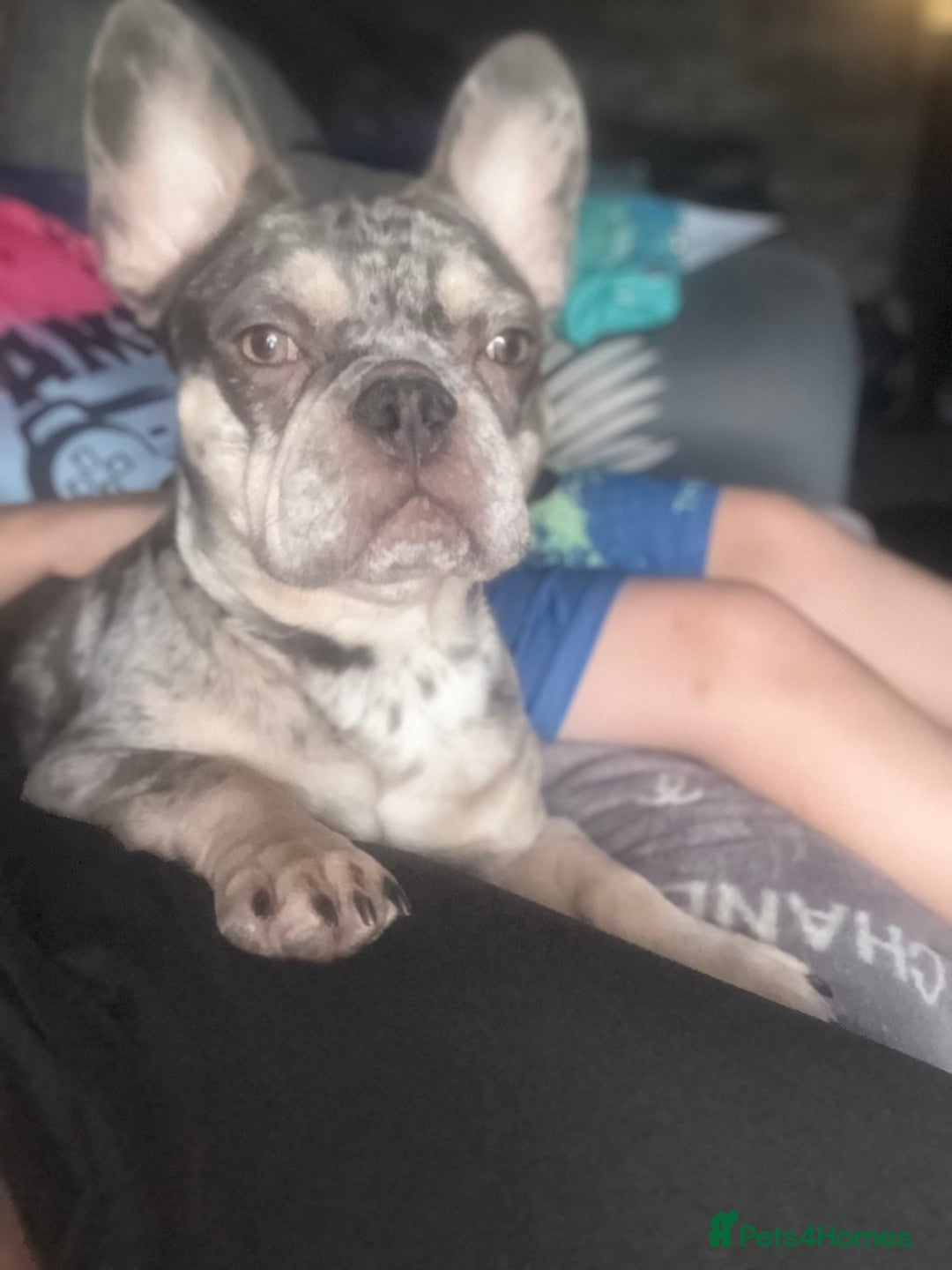 French Bulldog dogs for sale: 🌸Tri Merle Girl French Bulldog🩷 - Image 17