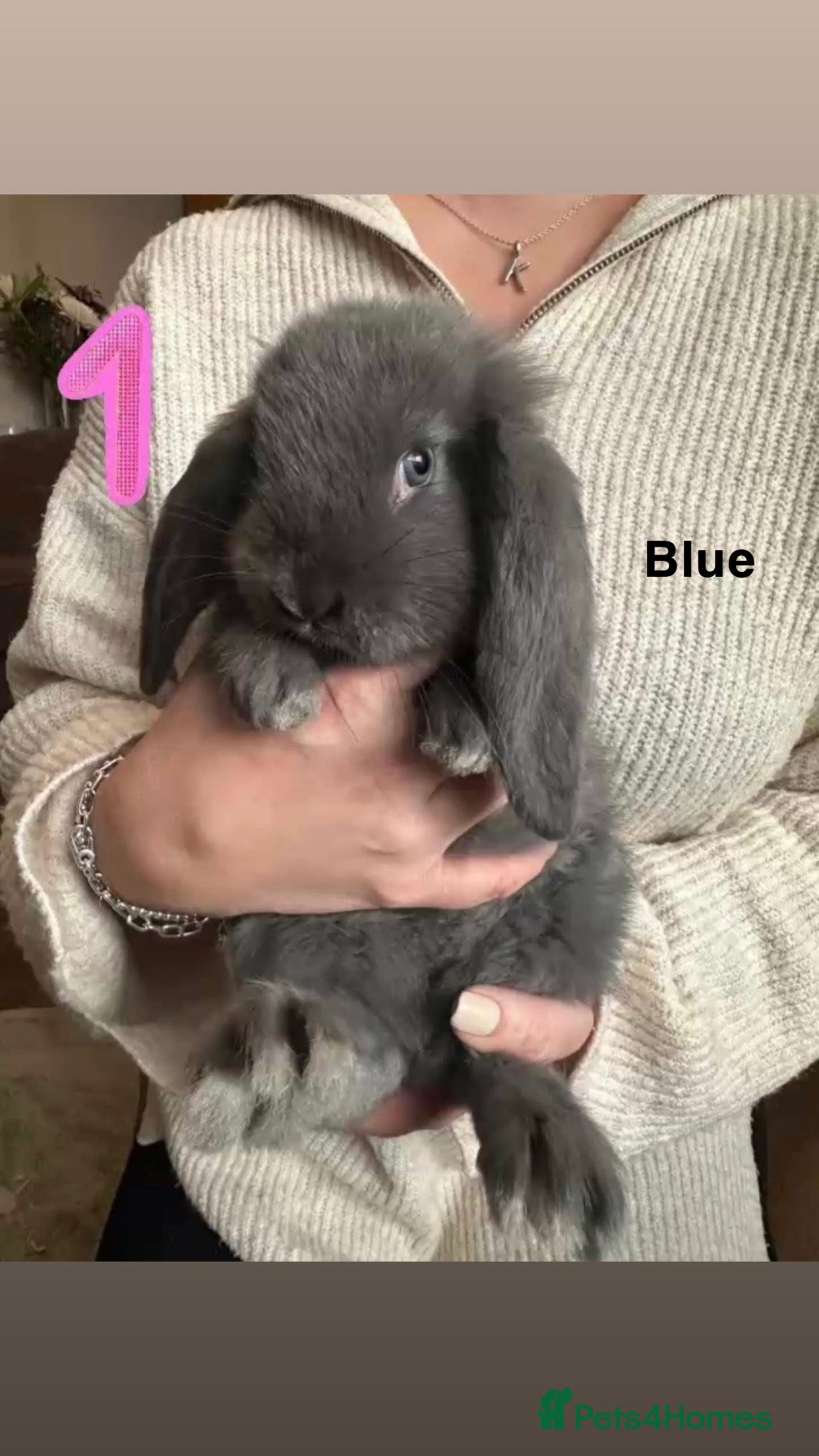 French Lop rabbits Gorgeous French Lop babies ❤️ - Advert 13