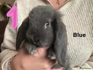 French Lop rabbits Gorgeous French Lop babies ❤️ - Advert 13