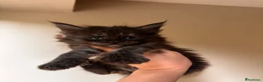 Maine Coon 4