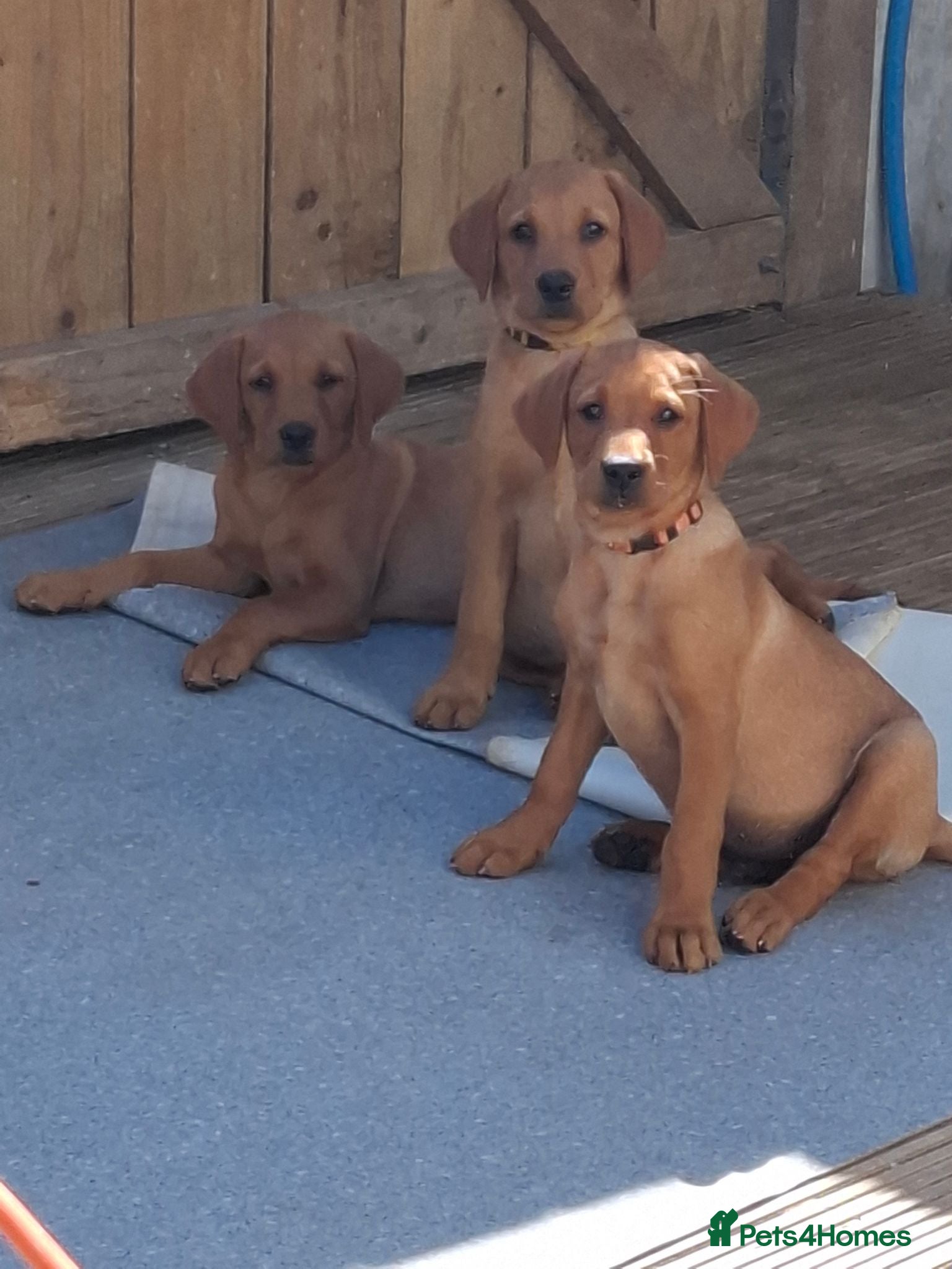 Labrador Retriever dogs KC Reg Labrador Pups Ready Now  - Advert 15