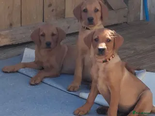 Labrador Retriever dogs KC Reg Labrador Pups Ready Now - Advert 15