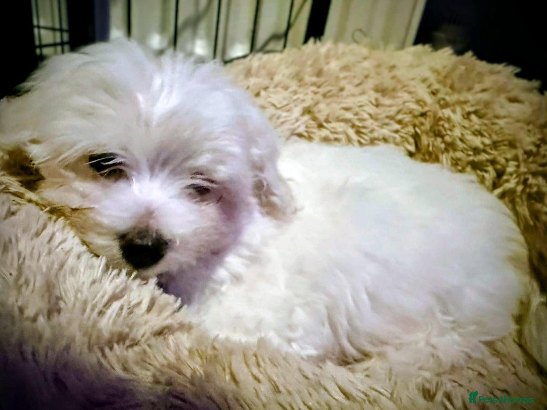 Maltese dogs for sale: Maltese Puppies – Hypoallergenic – Available 19/12 - Advert 7