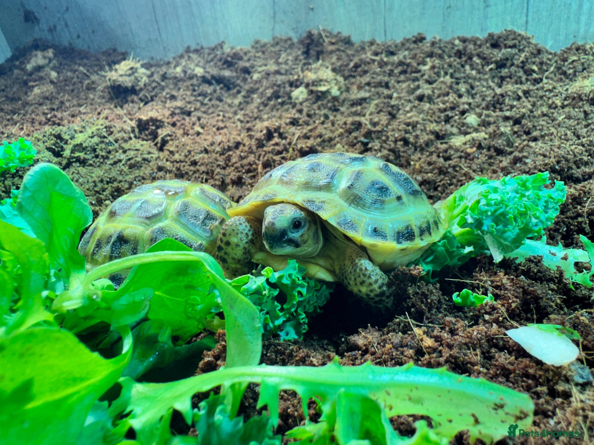 Tortoise reptiles BABY HORSFIELDS AND SET UPS READY NOW!! - Advert 1