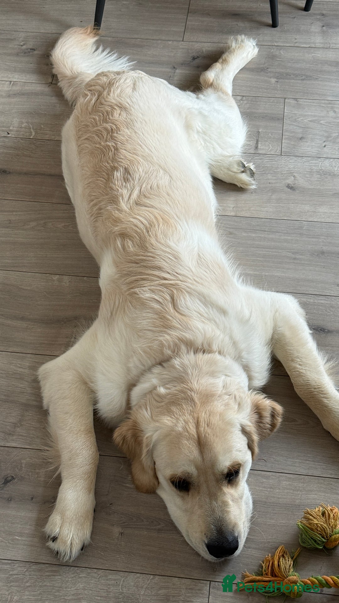 Golden Retriever dogs for sale: 11 month old Golden Retriever male  - Advert 5
