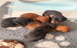 Miniature Dachshund dogs for sale: Stunning smooth haired babies - Image 7