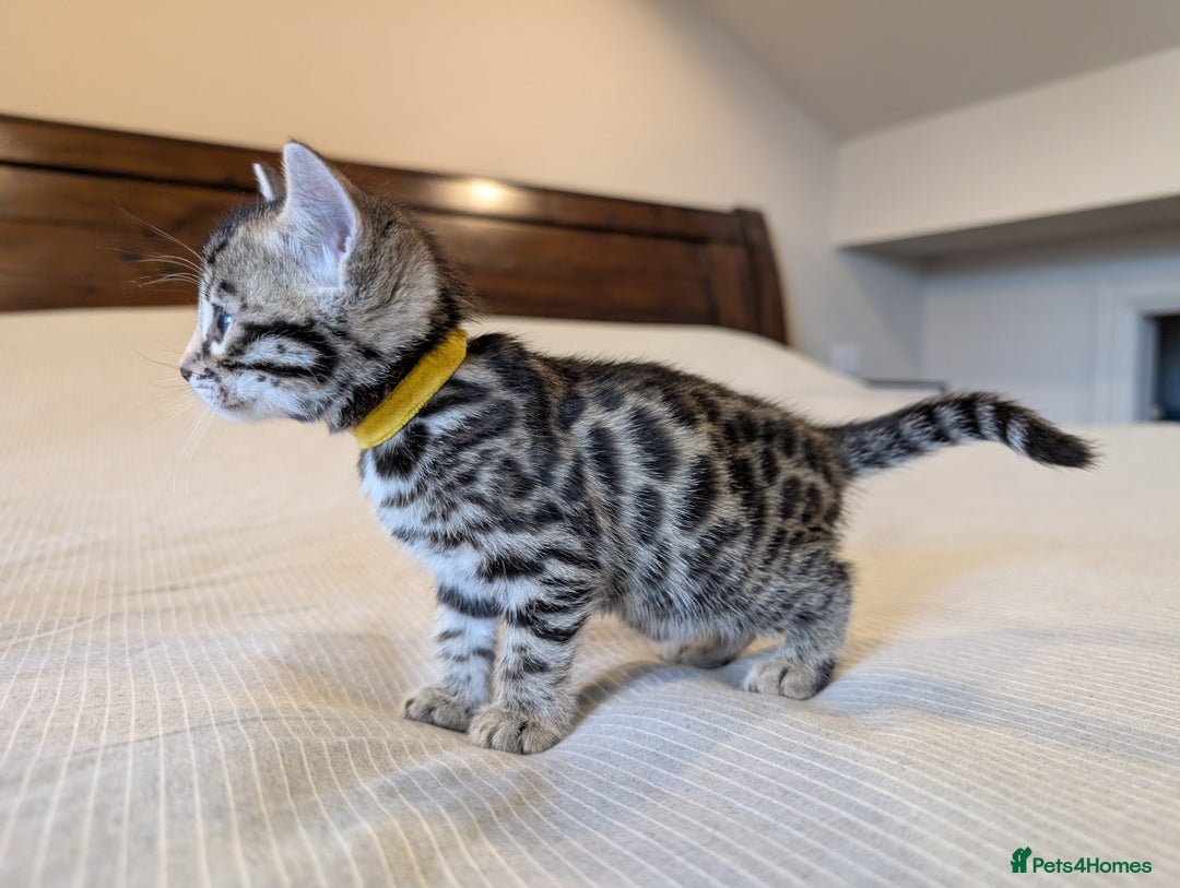 Bengal cats for sale: 🖤🤎 Gorgeous Bengal Kittens 🤎🖤 - Image 7