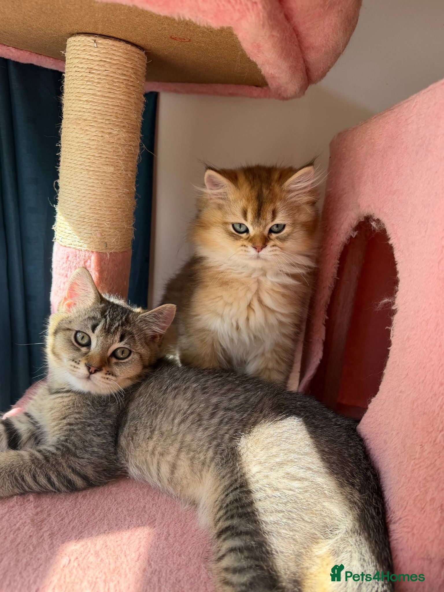 British Longhair cats  looking for a lovely home READY TO COLLECT - Advert 3