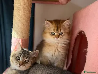 British Longhair cats looking for a lovely home READY TO COLLECT - Advert 3