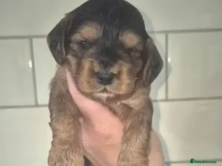 Cockapoo dogs F1 SHOW extensively health tested cockerpoo - Advert 3
