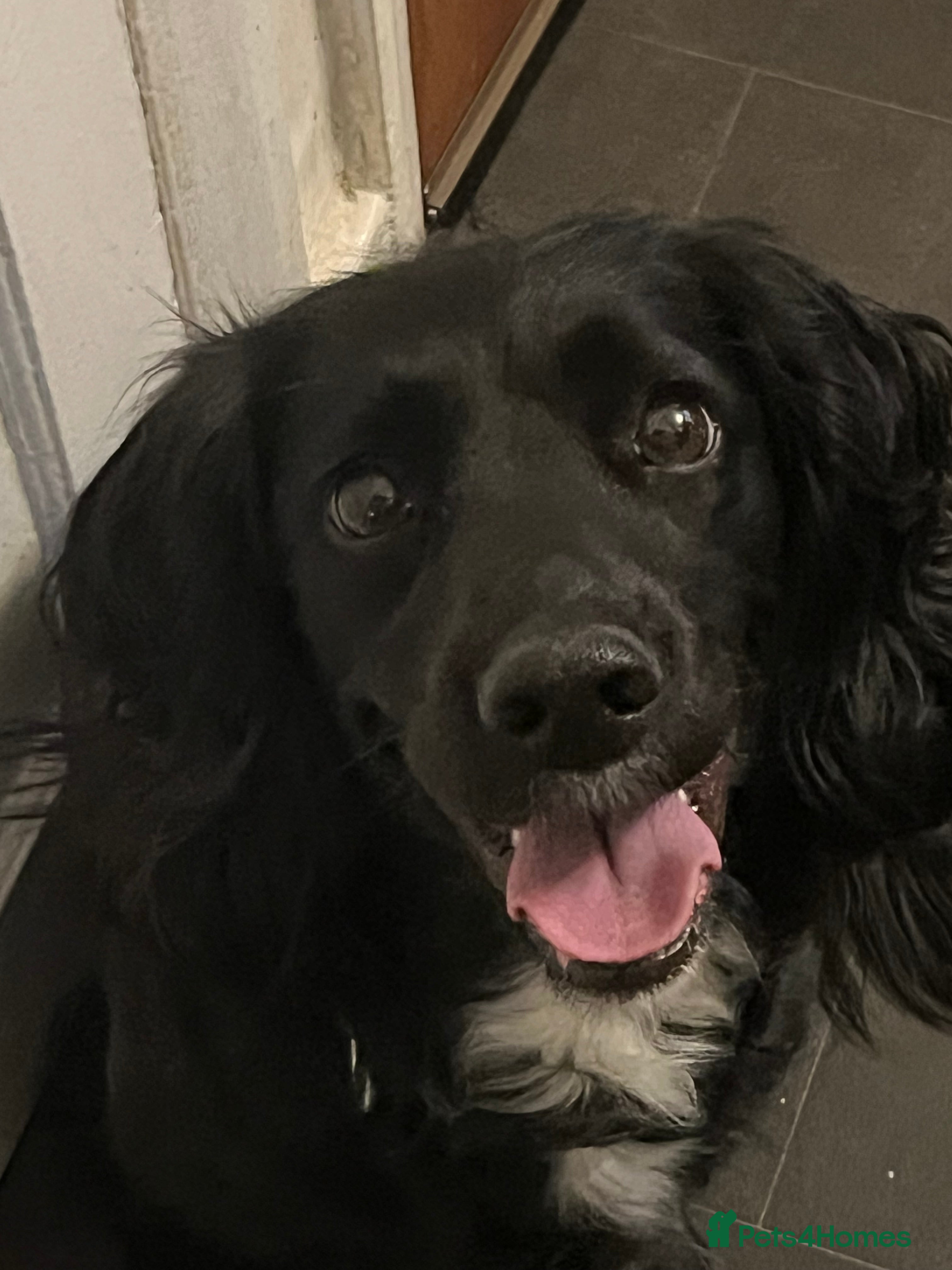 Sprocker dogs Sprocker spaniel puppies - Advert 4