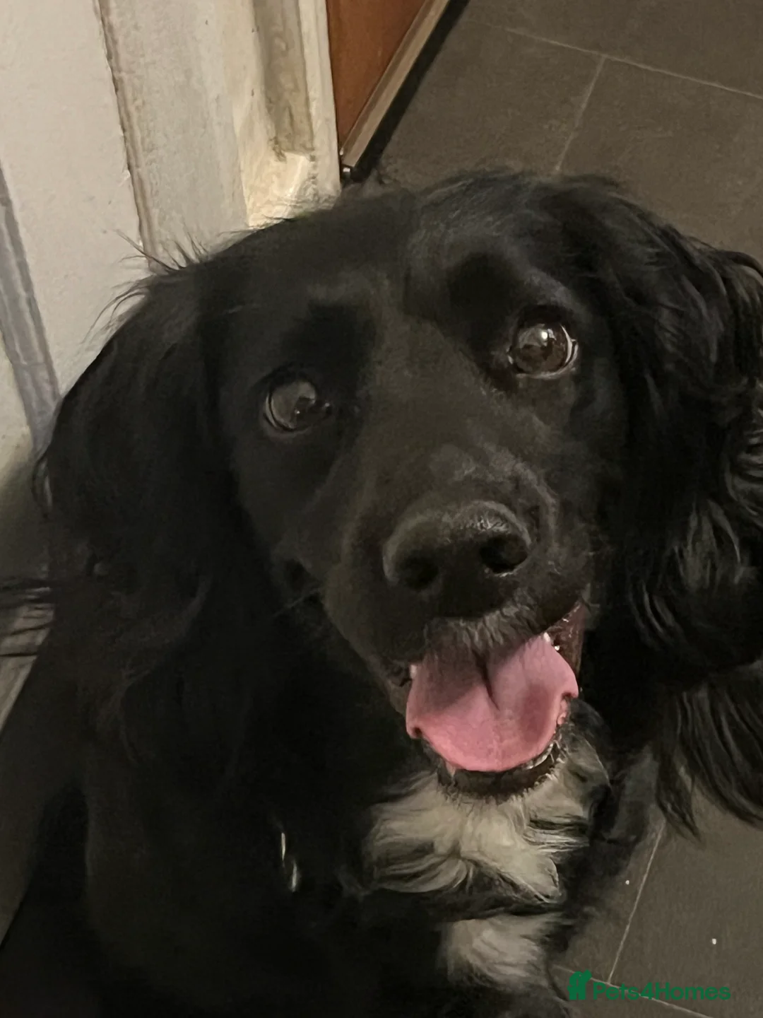 Sprocker dogs for sale: Sprocker spaniel puppies - Advert 1