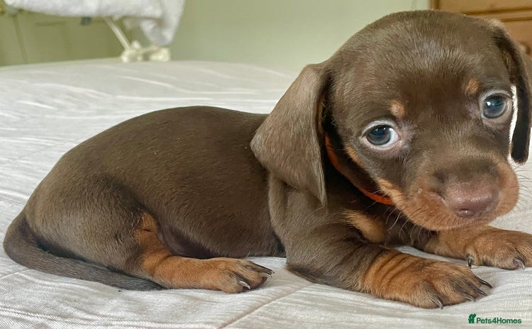 Miniature Dachshund dogs - Advert 2