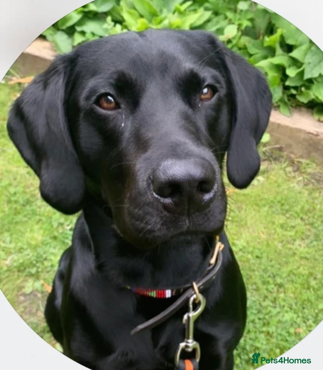 Labrador Retriever dogs for sale: KC REGISTERED LABRADOR PUPPIES DUE MID FEB - Advert 3