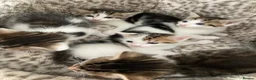 Mixed Breed cats for sale: Kitten looking for there forever loving home  in Newcastle upon Tyne - Advert 5