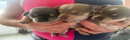 Chihuahua dogs for sale: CHIHUAHUA BEAUTIFUL PUPS READY 20TH JUNE - Advert 6