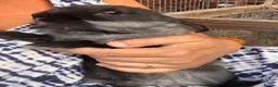 Lionhead rabbits for sale: 🐰 LIONHEAD X REX RARE HAND-REARED BABY BUNNIES 🐰 - Advert 5