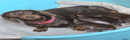 Miniature Dachshund dogs for sale: Miniature Dachshund puppy’s  in Dartford - Advert 2