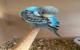 Budgerigars birds for sale: Hand Tame Baby budgie - Image 3