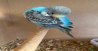 Budgerigars birds - Advert 6