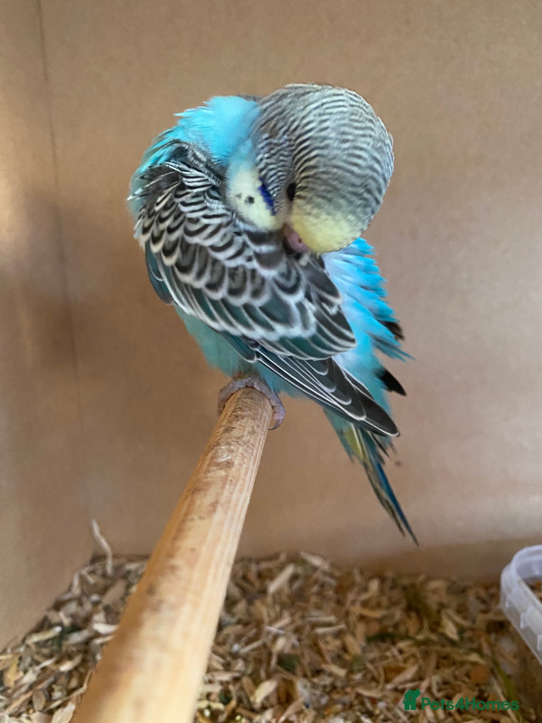 Budgerigars birds for sale: Hand Tame Baby budgie - Image 3
