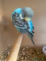 Budgerigars birds - Advert 7