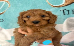 Cavapoo dogs for sale: READY NOW!! F1 Cavapoos  - Image 1