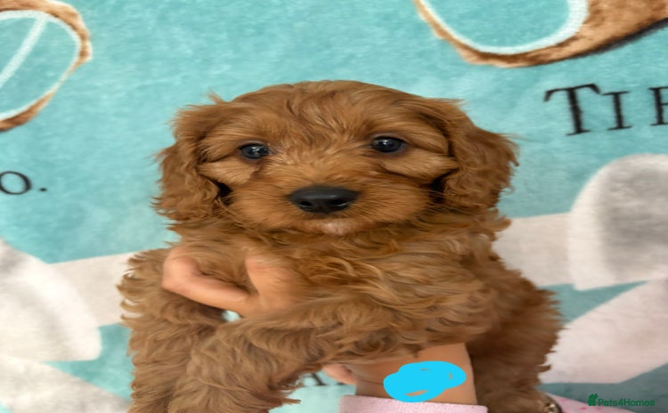 Cavapoo dogs - Advert 10