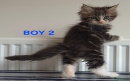 Ragcoon cats for sale: Stunning ragcoons - Image 3
