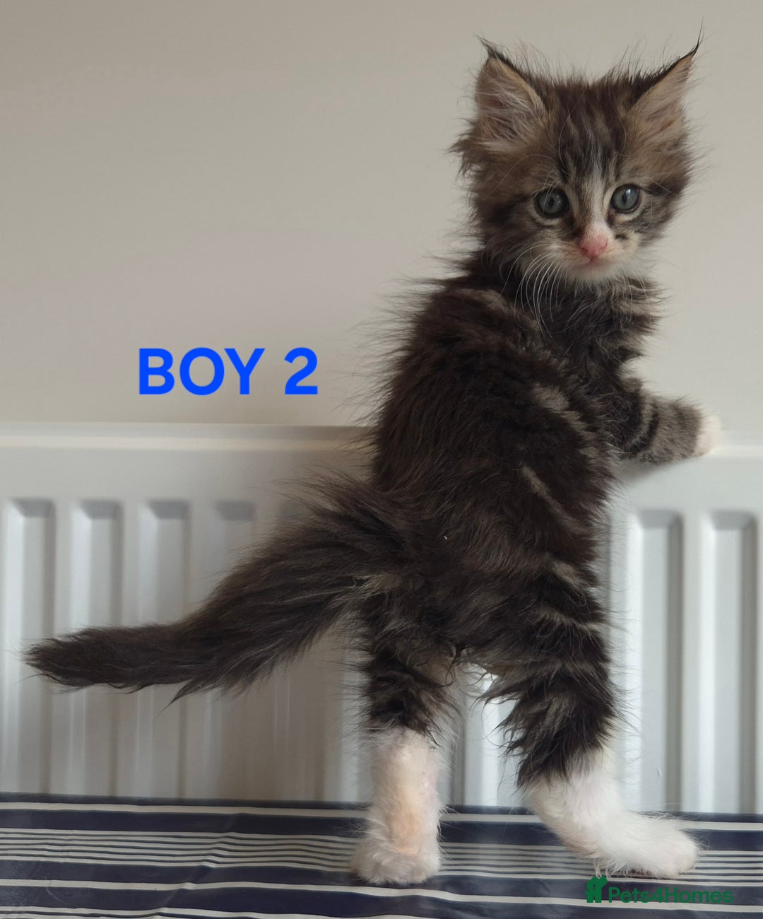Ragcoon cats for sale: Stunning ragcoons - Image 3