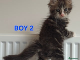 Ragcoon cats - Advert 2