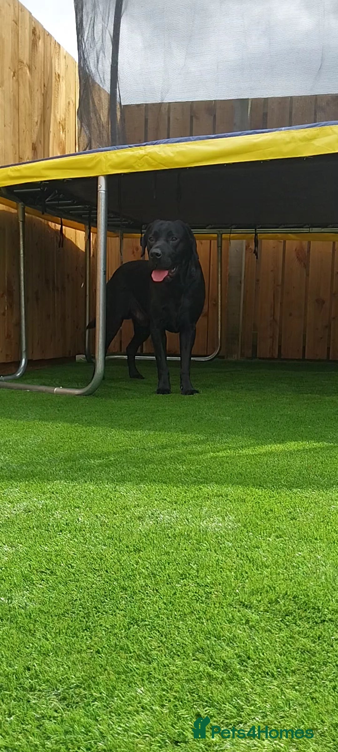 Labrador Retriever dogs for stud: PROVEN Fully health tested, KC Labrador for stud - Image 7