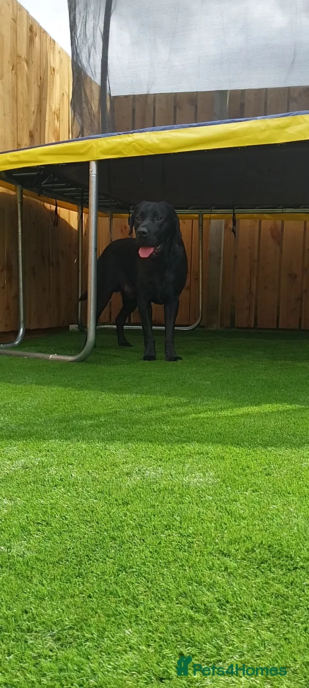 Labrador Retriever dogs for stud: PROVEN Fully health tested, KC Labrador for stud - Advert 12