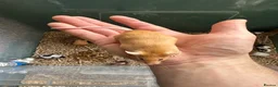 Mouse rodents for sale: Pet Fancy Mice - Advert 5