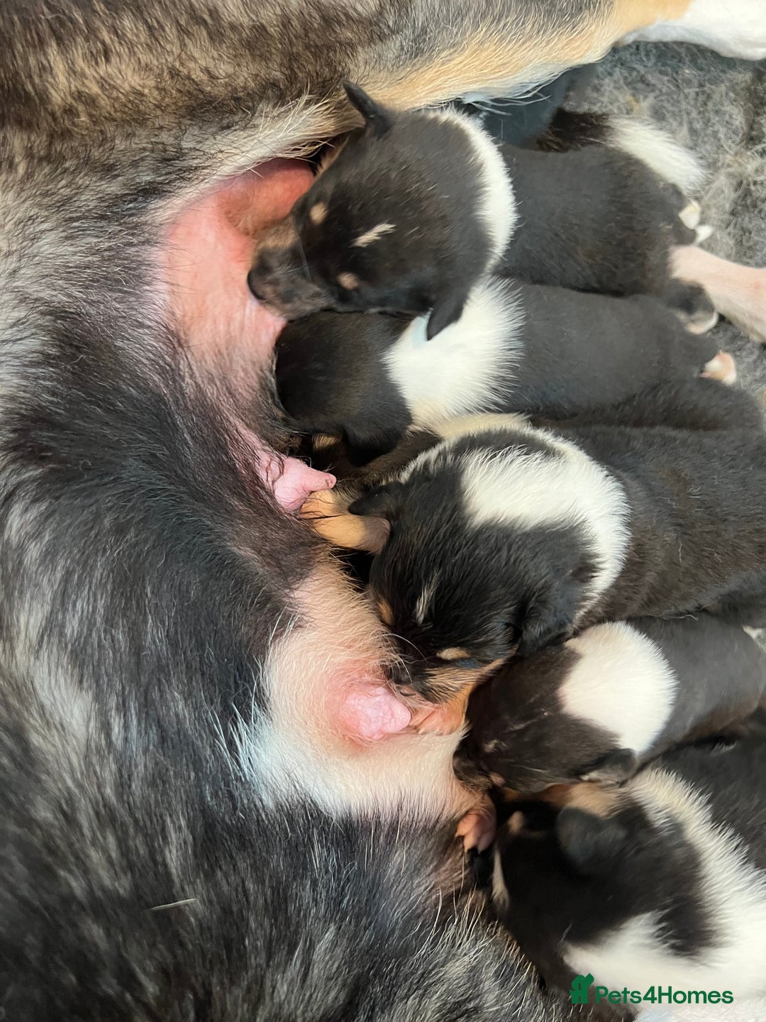 Rough Collie dogs for sale: Rough collie tricolour bitch - Advert 2