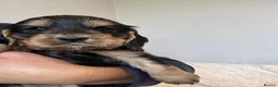 Cocker Spaniel dogs for sale: Stunning Show Cocker Spaniels  - Advert 4