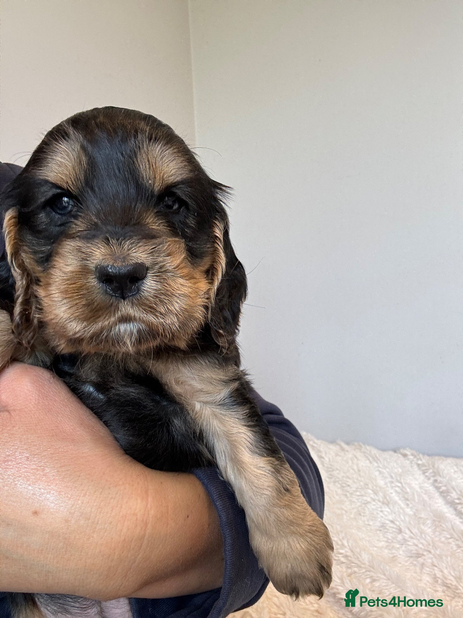 Cocker Spaniel dogs Stunning Show Cocker Spaniels - Advert 5