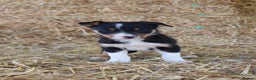 Border Collie dogs for sale: Beautiful Collie Pups Now Ready! only 3 boys left - Advert 7